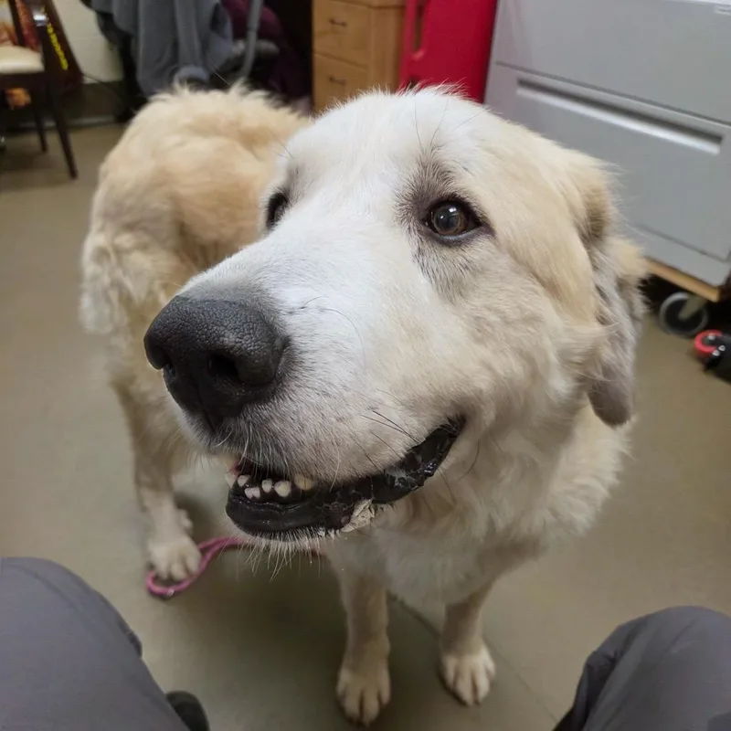 An adult large-sized female Mixed Breed dog named Fawn for adoption in Asheville, NC