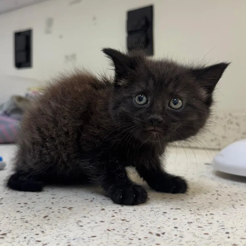 A baby small-sized female Black Domestic Short Hair cat named Starburst for adoption in Auburn, AL