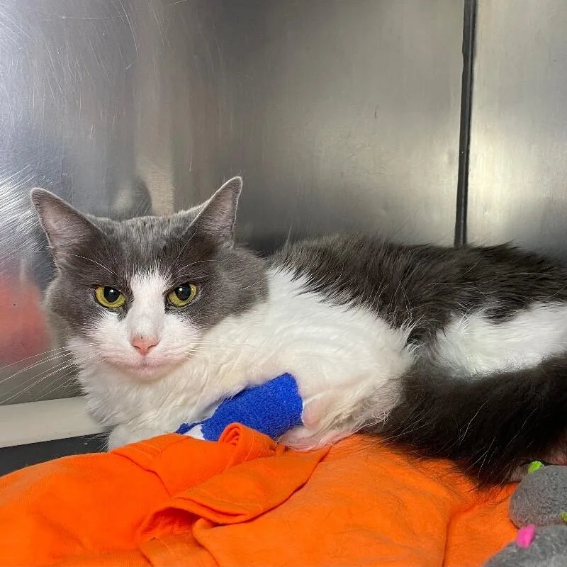 An adult medium-sized female Domestic Long Hair cat named Momma for adoption in Roanoke, VA
