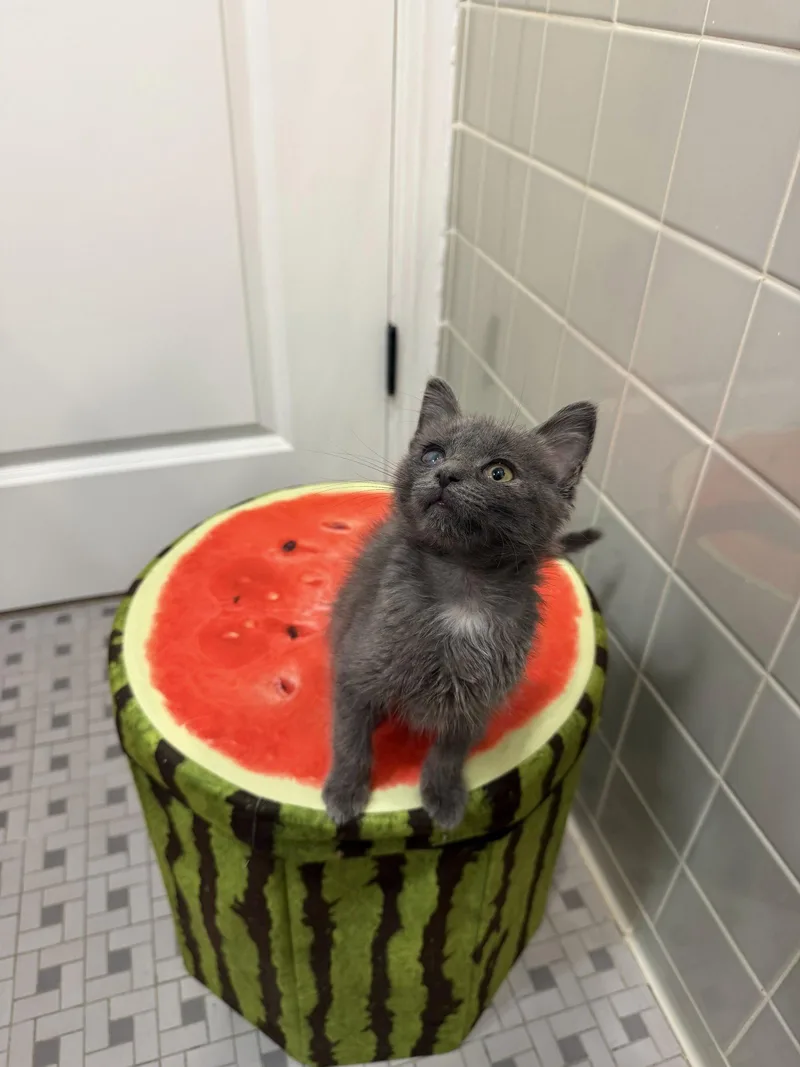 A baby medium-sized male Domestic Short Hair cat named Winnie for adoption in Livonia, MI