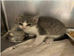 A baby small-sized female Tabby (Gray / Blue / Silver) Domestic Short Hair cat named Cindy for adoption in Raleigh, NC