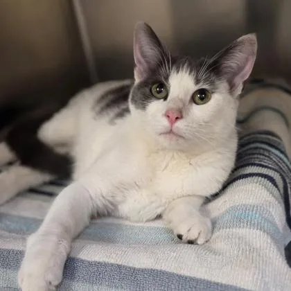 A young medium-sized female Domestic Short Hair cat named Colette Jr for adoption in Westland, MI