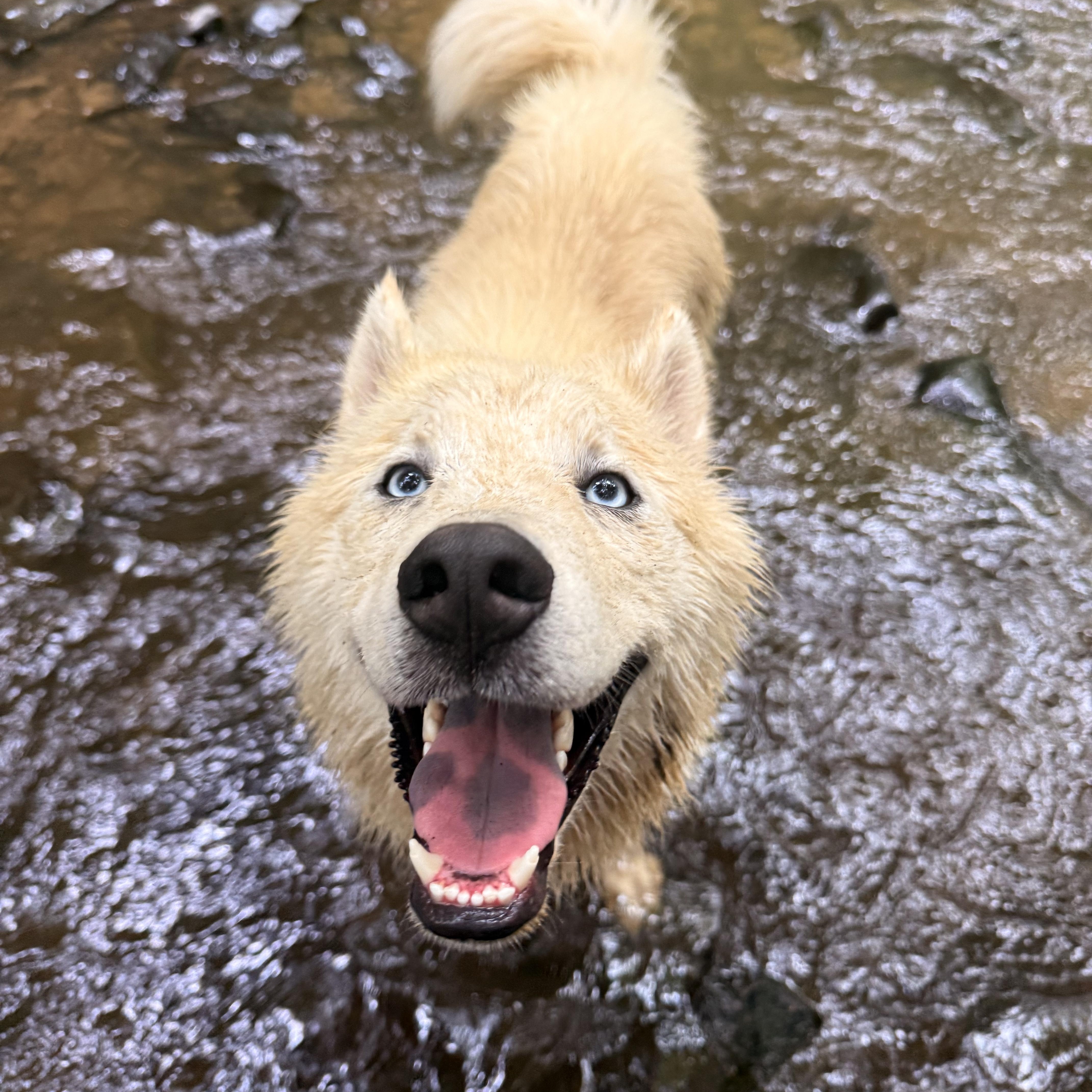 A young medium-sized male White / Cream Husky dog named Mikanni for adoption in Milford, NY