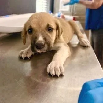 A baby medium-sized female Yellow / Tan / Blond / Fawn Black Mouth Cur dog named Octavia for adoption in Livingston, TX