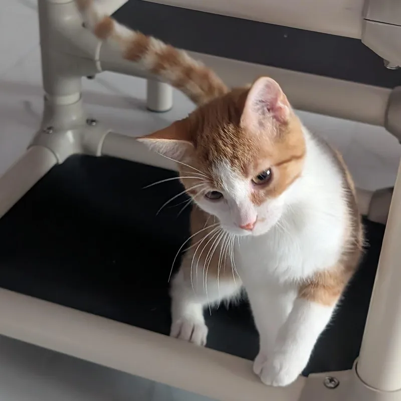 A baby small-sized female Orange / Red Domestic Short Hair cat named Macaroni for adoption in McKean, PA