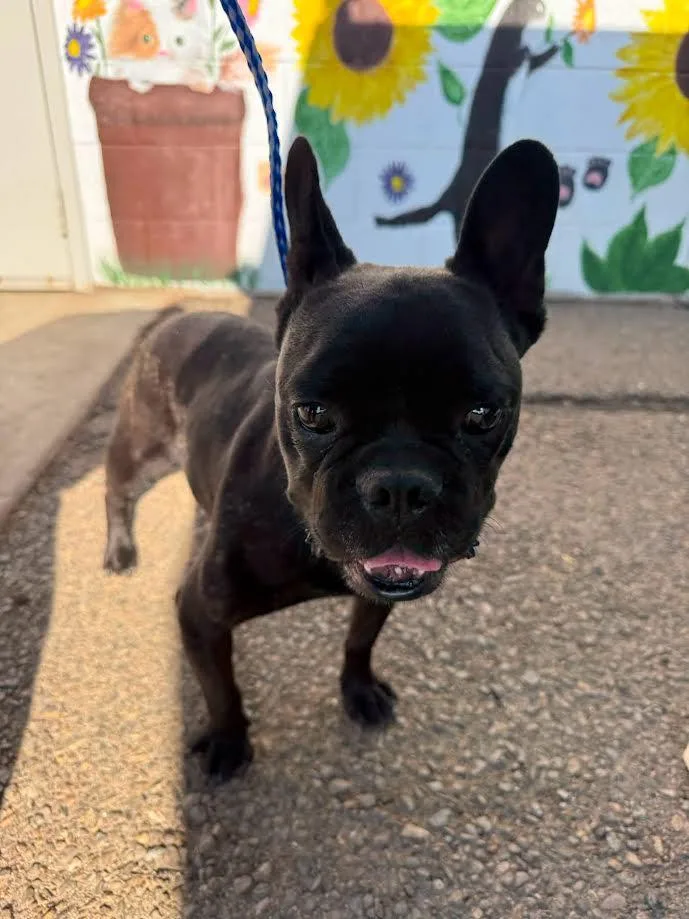 Frankie