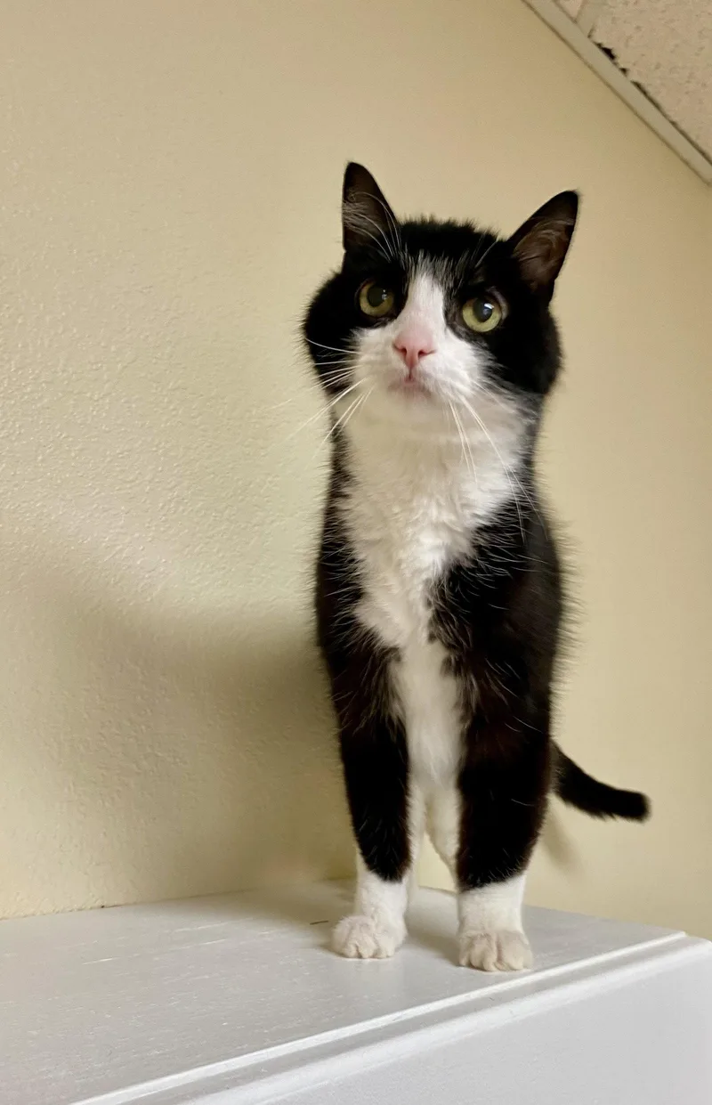 An adult medium-sized male Black & White / Tuxedo Domestic Short Hair cat named Bob for adoption in Fargo, ND