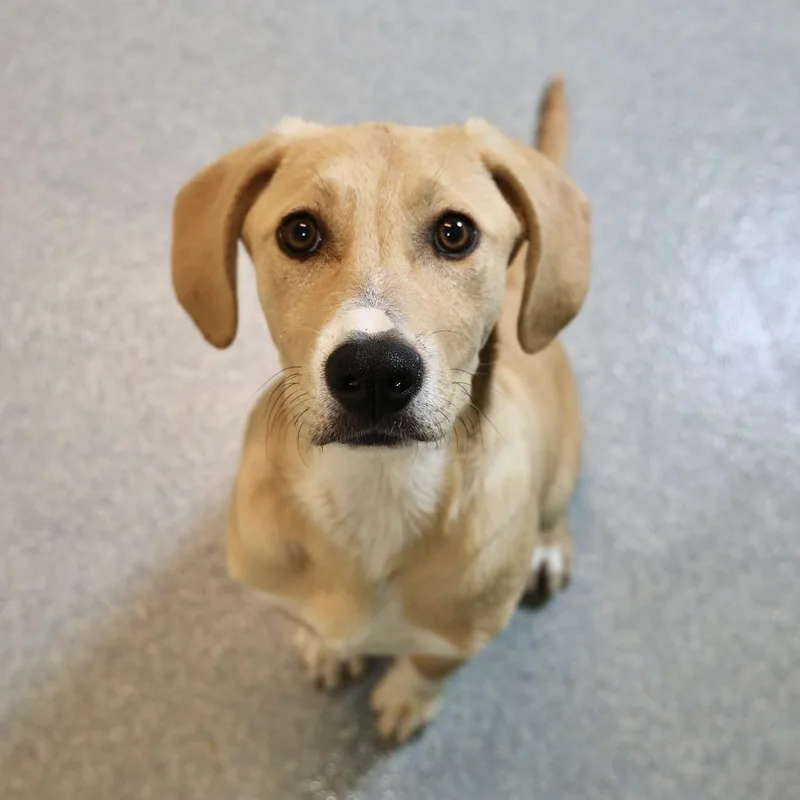 A baby small-sized female Yellow / Tan / Blond / Fawn Labrador Retriever dog named Nancy for adoption in Briarcliff Manor, NY