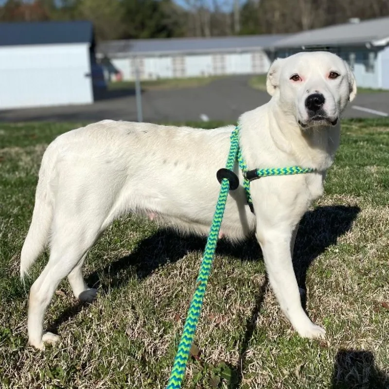 An adult medium-sized female White / Cream Black Labrador Retriever dog named Molly for adoption in Roxboro, NC