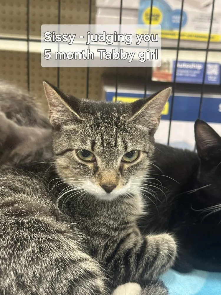 A baby small-sized female Tabby (Brown / Chocolate) Tabby cat named Sissy for adoption in Orlando, FL