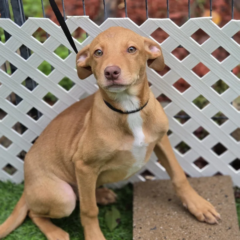 A baby medium-sized female Golden Mixed Breed dog named JoJo for adoption in Blairstown, NJ