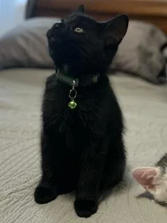 A baby small-sized male Black Domestic Short Hair cat named Shadow for adoption in Mankato, MN