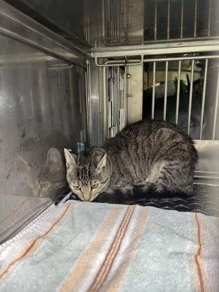 An adult medium-sized female Domestic Short Hair cat named Bluie for adoption in West Chester, PA