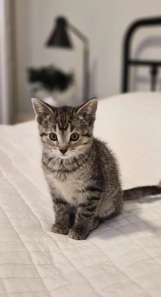 A baby medium-sized female Gray & White Domestic Short Hair cat named Princess Wilhelmina for adoption in Clinton Township, MI