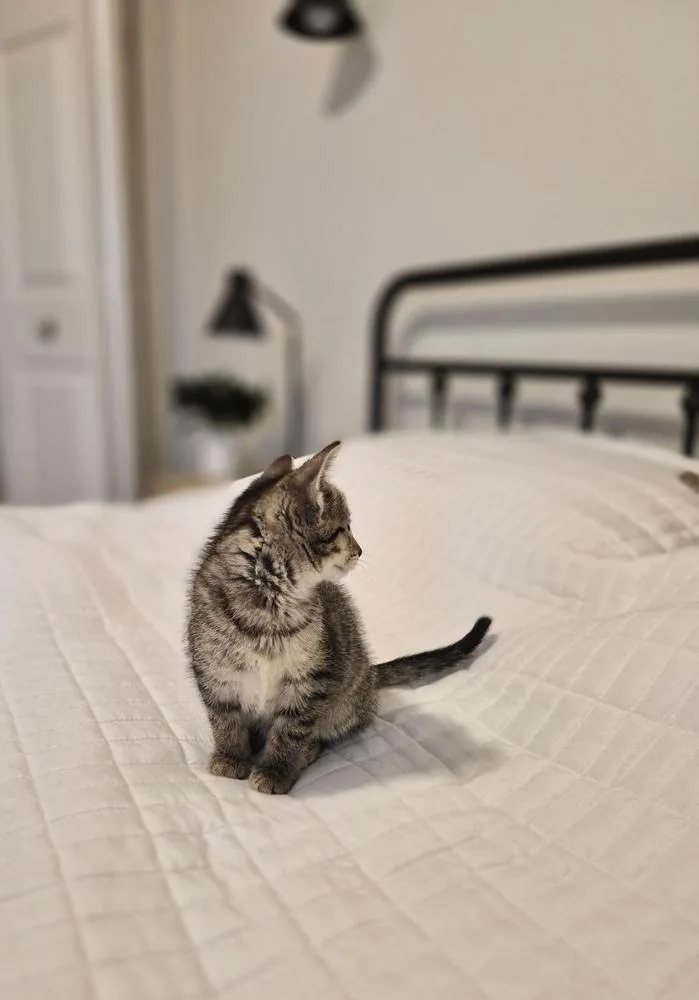 Princess Wilhelmina thumbnail 2