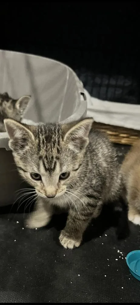 Princess Wilhelmina thumbnail 3