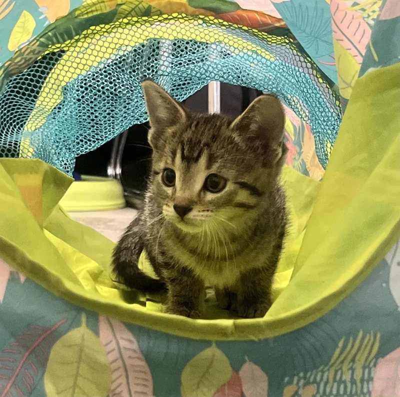 Princess Wilhelmina thumbnail 4