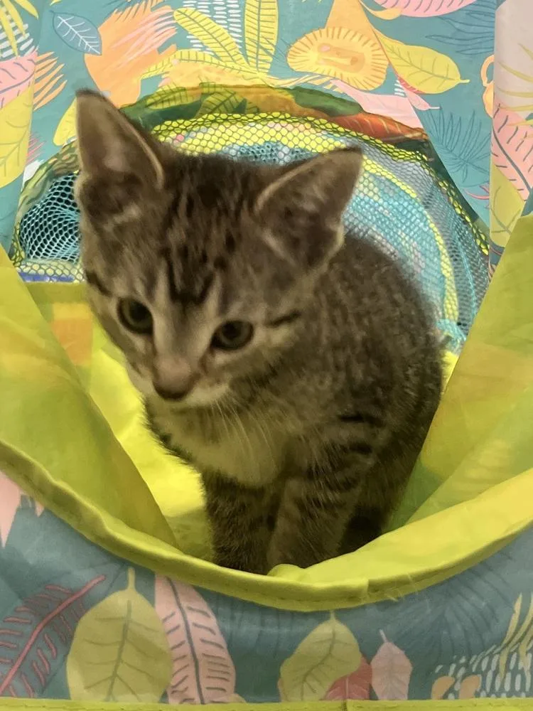 Princess Wilhelmina thumbnail 5