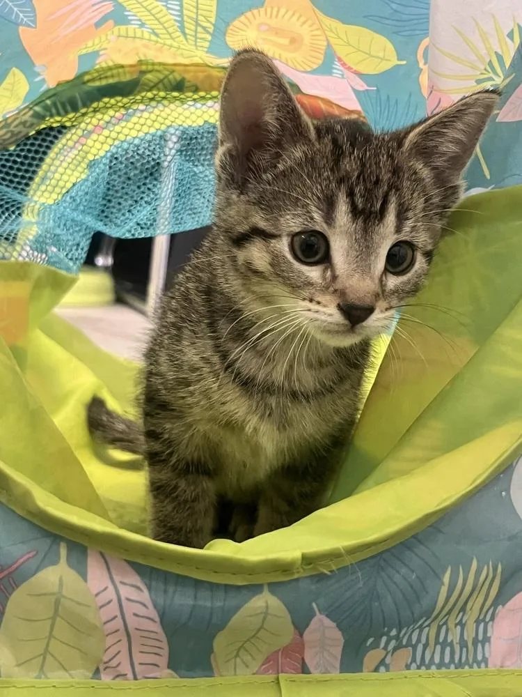 Princess Wilhelmina thumbnail 6