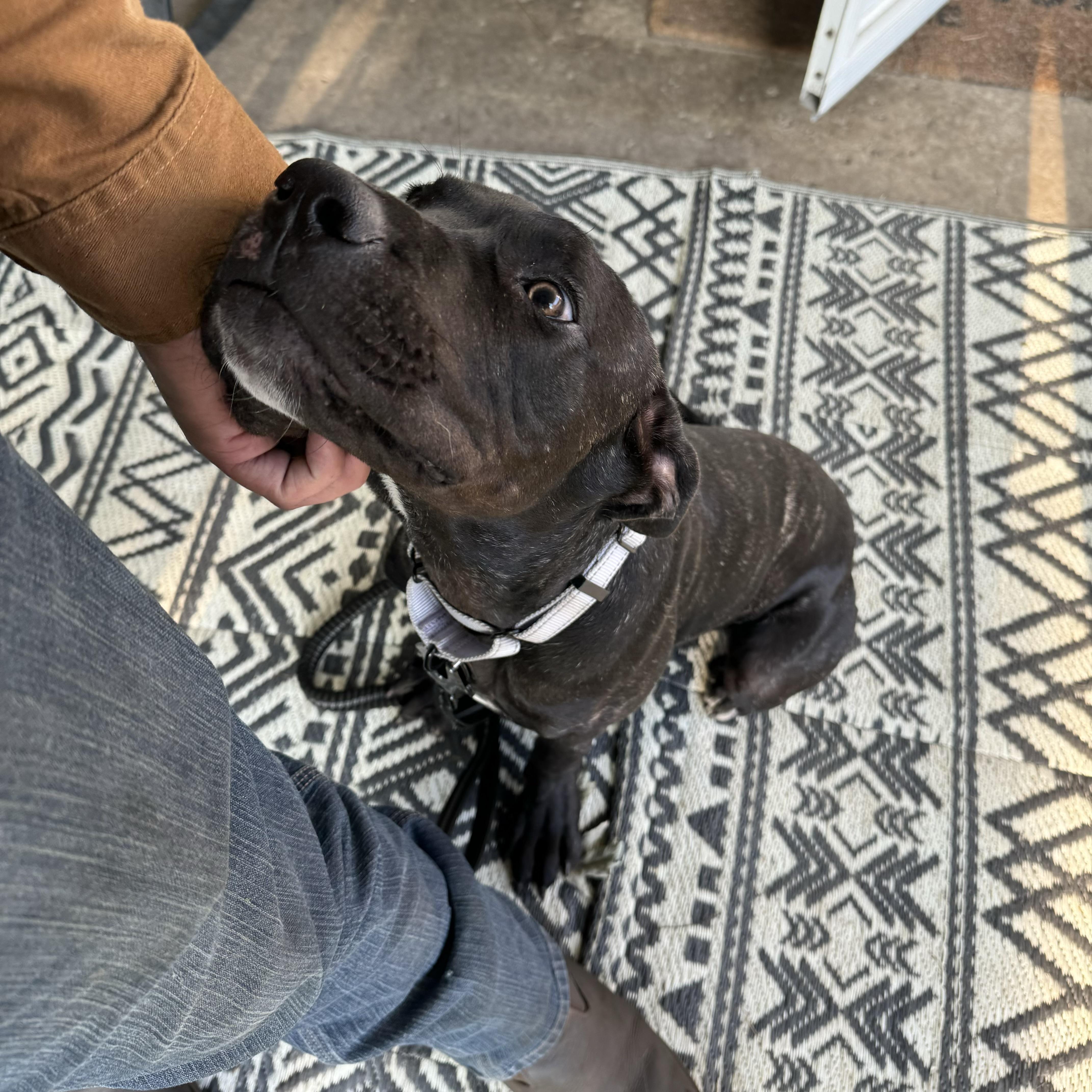 Hugo