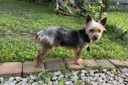 An adult small-sized male Yorkshire Terrier dog named Bear for adoption in Kansas City, MO