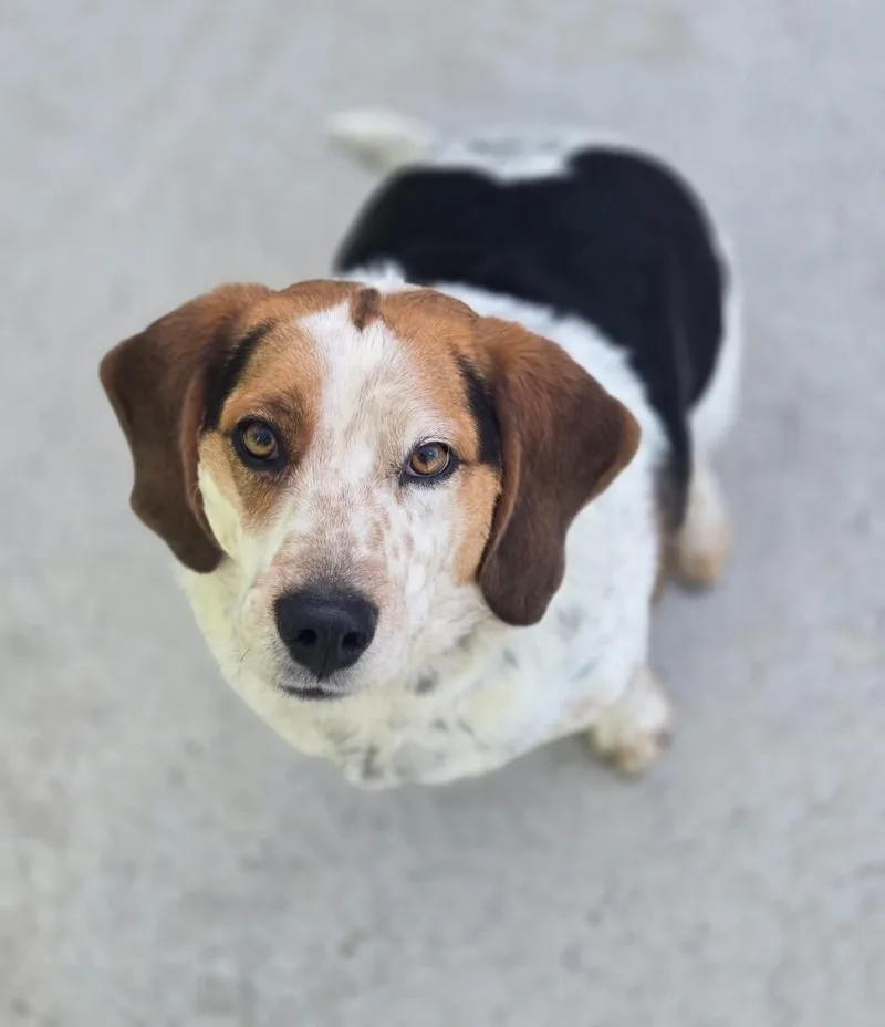 A young large-sized male Beagle dog named Opie for adoption in Viroqua, WI