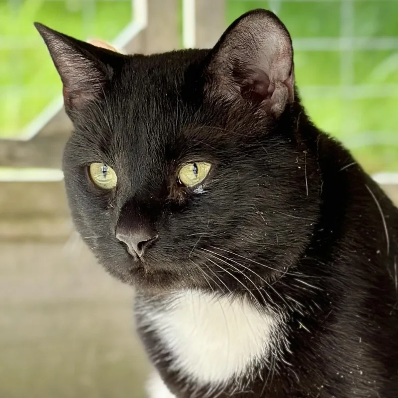 An adult medium-sized male Black Domestic Short Hair cat named Ozzy for adoption in Victor, NY