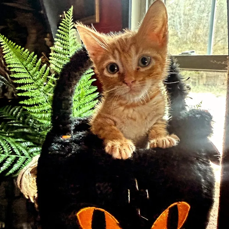A baby small-sized male Domestic Short Hair cat named Chucky for adoption in San Antonio, TX