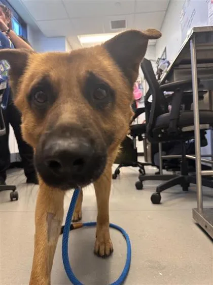 An adult large-sized male Mixed Breed dog named Scout for adoption in West Chester, PA