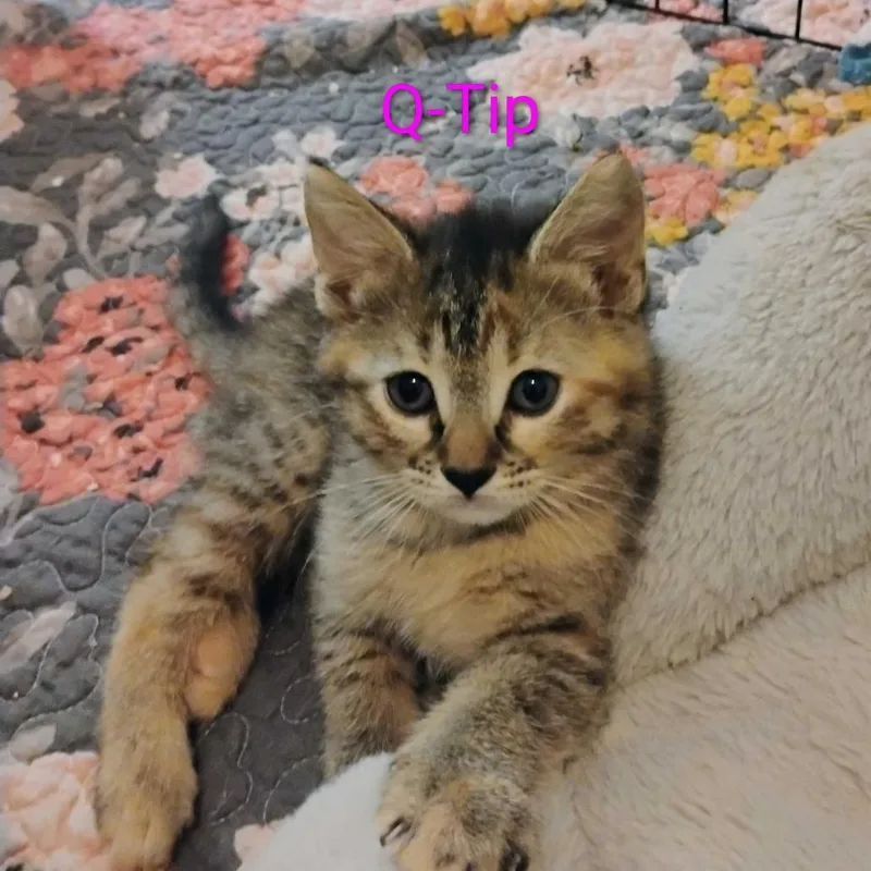 A baby small-sized female Torbie Domestic Short Hair cat named Q Tip for adoption in Valdosta , GA