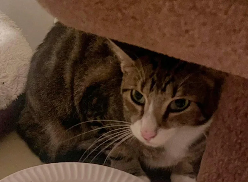 An adult medium-sized male Domestic Short Hair cat named Shed RM for adoption in Rockaway, NJ