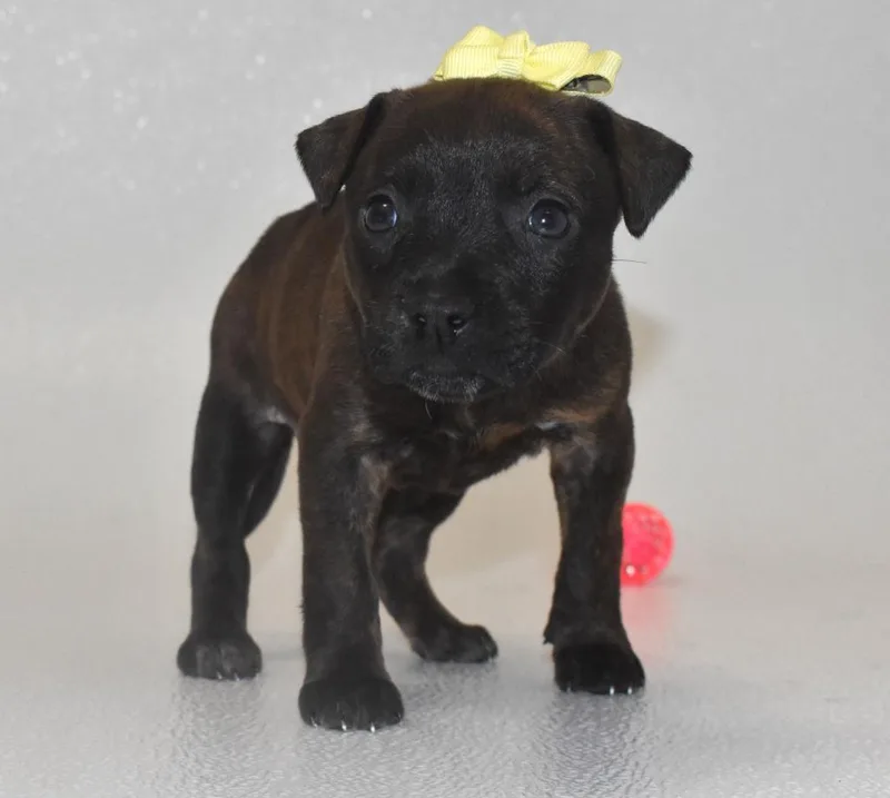A baby large-sized female Terrier dog named Shimmerose for adoption in Springfield, OH