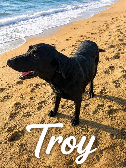 An adult large-sized male Labrador Retriever dog named Troy for adoption in Zimmerman, MN