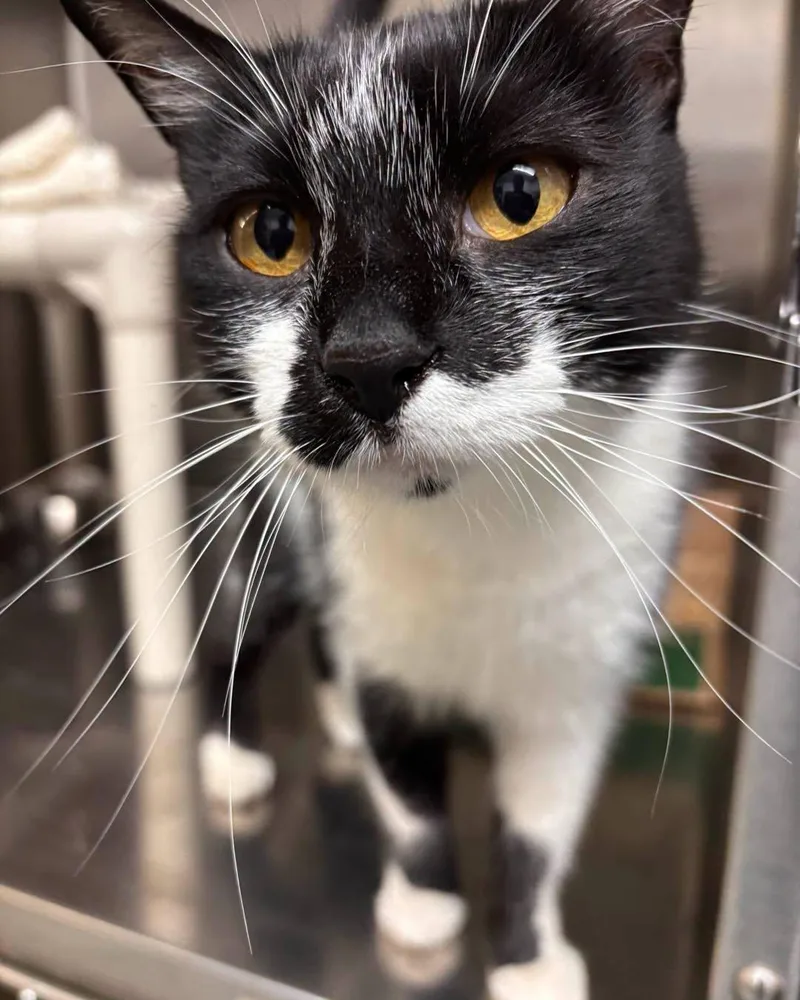 An adult medium-sized female Domestic Short Hair cat named Rey for adoption in Stillwater, OK