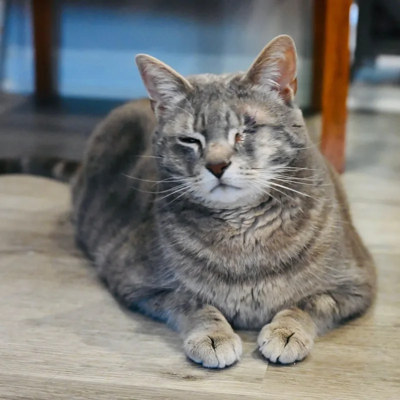 An adult medium-sized male Tabby (Gray / Blue / Silver) Domestic Short Hair cat named Aemond for adoption in Washington, PA