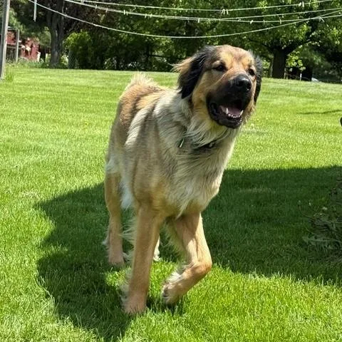 An adult large-sized female German Shepherd Dog dog named Rainy Courtesy Listing for adoption in Midland, MI