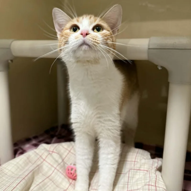 A baby medium-sized female Orange / Red Domestic Short Hair cat named Harlee for adoption in Penn Yan, NY