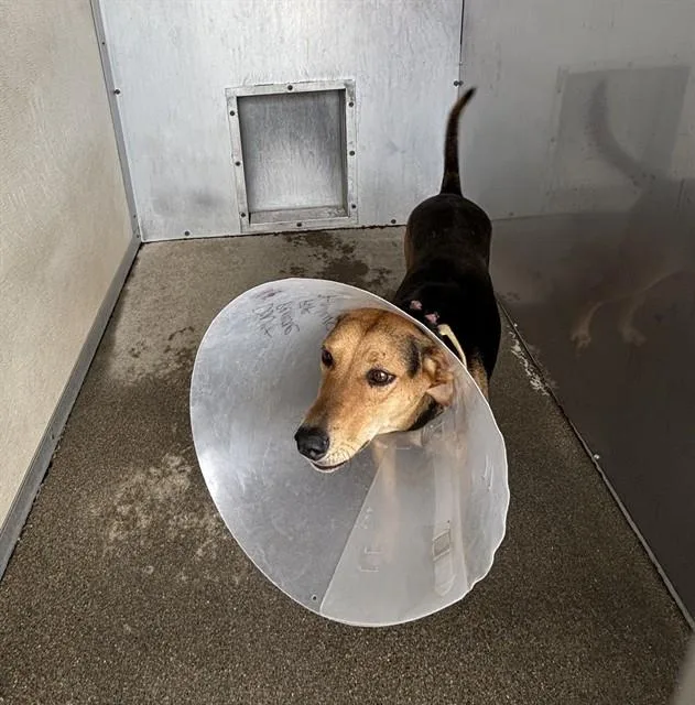 An adult medium-sized female German Shepherd Dog dog named Nakoma for adoption in Stockton, CA