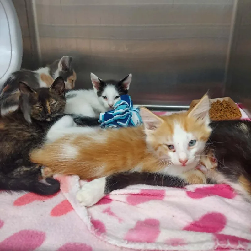 A baby medium-sized male Domestic Medium Hair cat named Osiris for adoption in Hartsville, SC