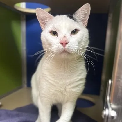 An adult medium-sized male Domestic Short Hair cat named Air Fryer for adoption in Philadelphia, PA