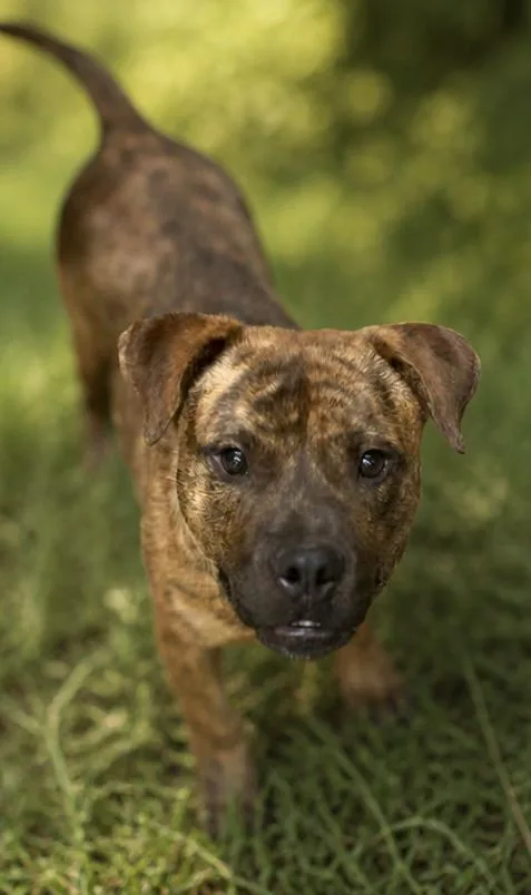A young medium-sized male Pit Bull Terrier dog named Zorro for adoption in Chatham, VA