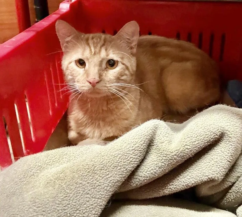 A young medium-sized male Orange / Red Domestic Short Hair cat named Sunrise for adoption in Brooklyn, NY