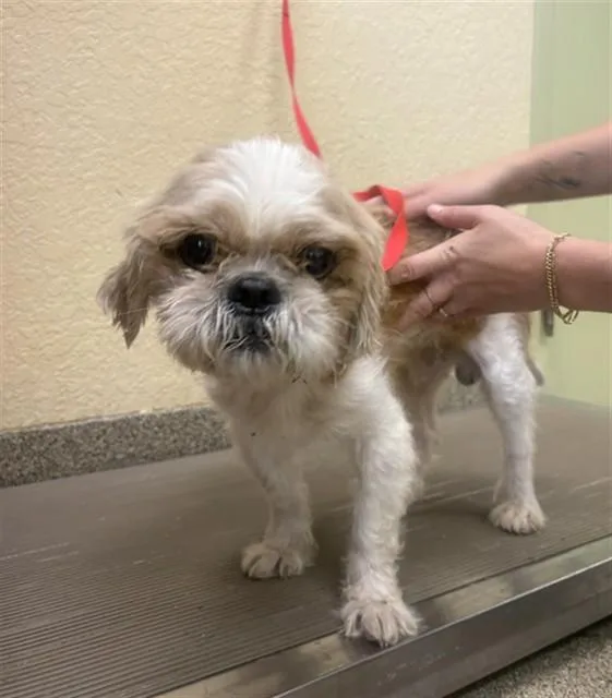 An adult small-sized male Shih Tzu dog named Kingston for adoption in Fort Myers, FL