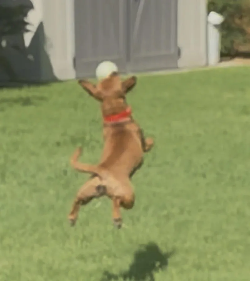 An adult small-sized female Red / Chestnut / Orange Chihuahua dog named Meredith Grey for adoption in Houston, TX