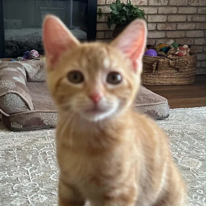 A baby small-sized male Tabby (Orange / Red) Domestic Short Hair cat named Mr for adoption in Antioch, CA