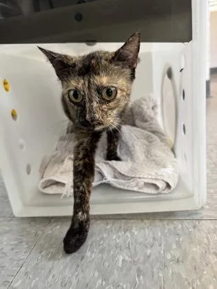 An adult medium-sized female Domestic Short Hair cat named MomMatilda for adoption in Port Allen, LA
