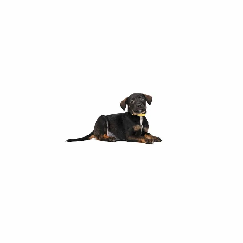 A baby medium-sized female Black Border Collie dog named Jun Endo for adoption in Playa Vista, CA