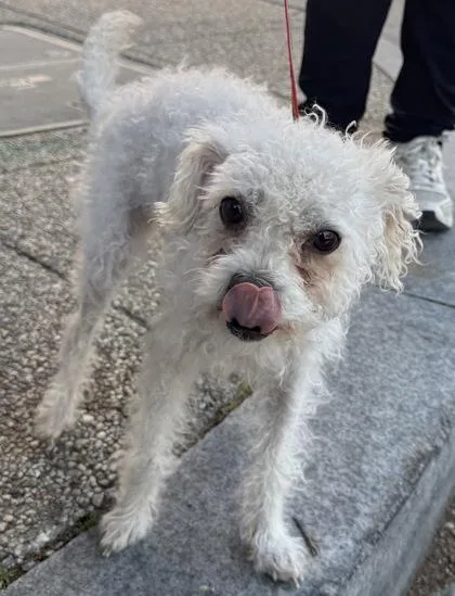 An adult small-sized female Poodle dog named Willow for adoption in West Chester, PA