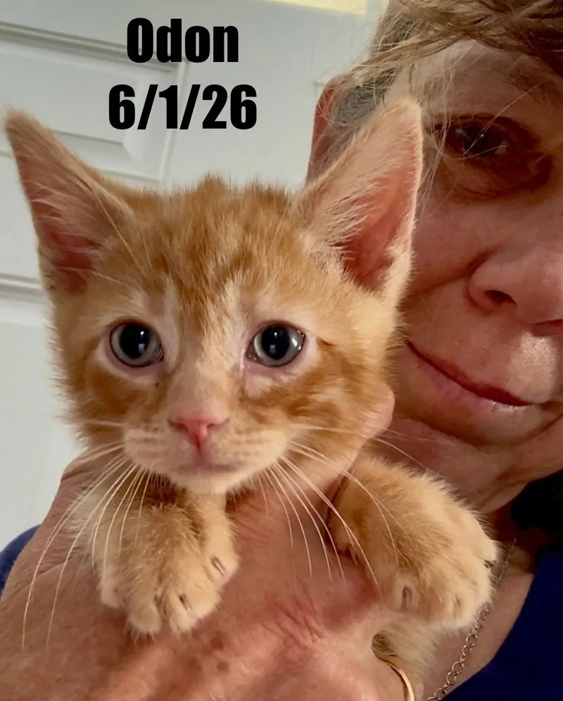 A young medium-sized male Domestic Short Hair cat named Odon for adoption in Berlin, MD
