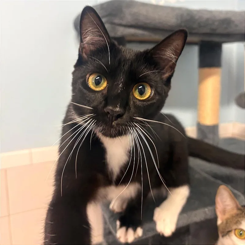 A young small-sized female Black Domestic Short Hair cat named Stevie Nicks for adoption in Fort Lauderdale, FL